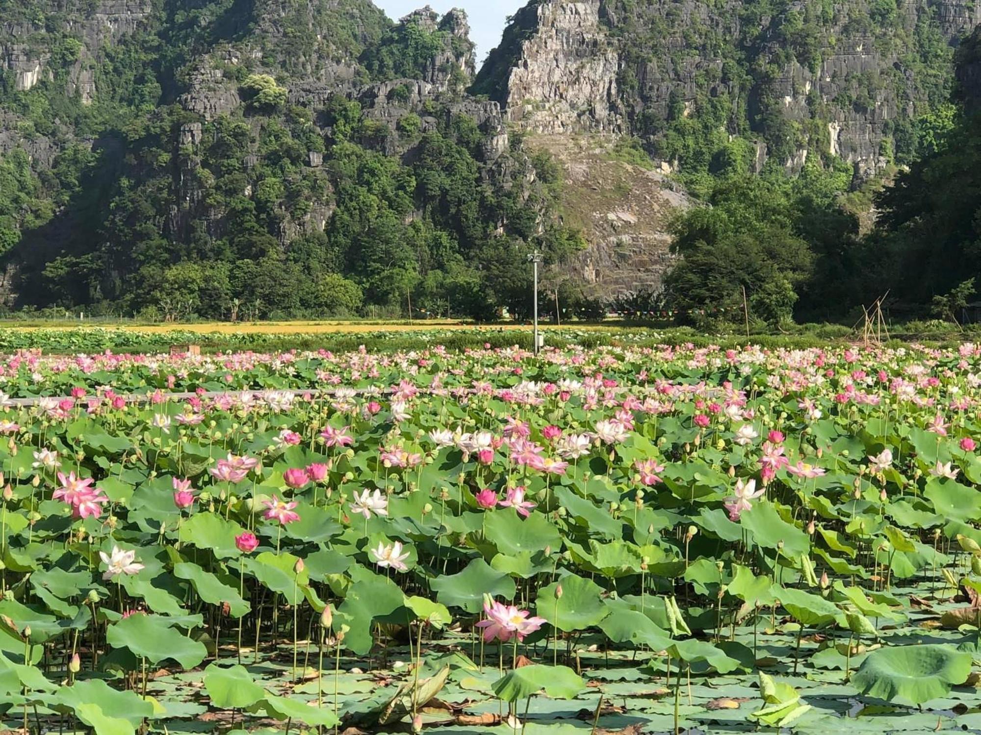 Thành Homestay Ninh Binh Exterior foto